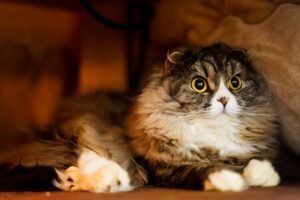 こたつの中にいる猫